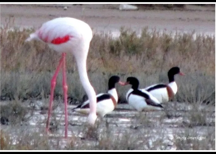 Villa Glapsides Sea Famagusta (Northern Cyprus)